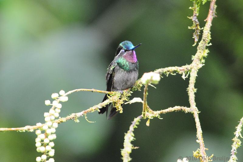 2010-09-17_17-40-21 (1).jpg - Purple-throated Mountain-gem, Selvatura Park, Monteverde, Costa Rica